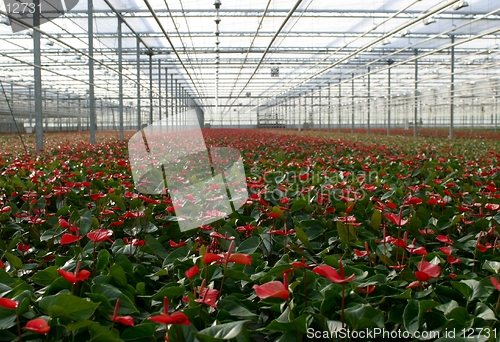 Image of Anthuriums in greenhouse