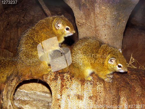 Image of African Bush Squirrels