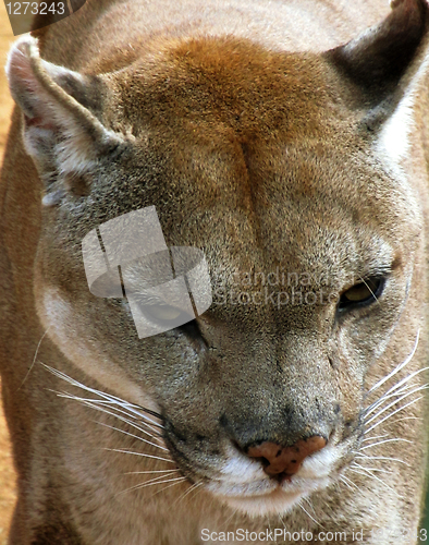 Image of Close-up picture of Puma Face