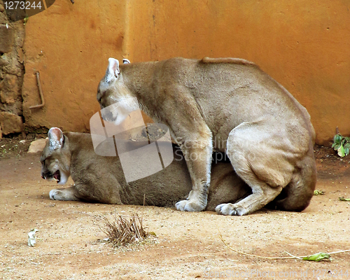 Image of Picture of Pumas in captivity mating 