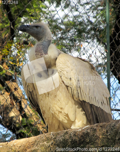 Image of African White Backed Vulture