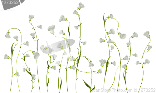 Image of Flowers over white