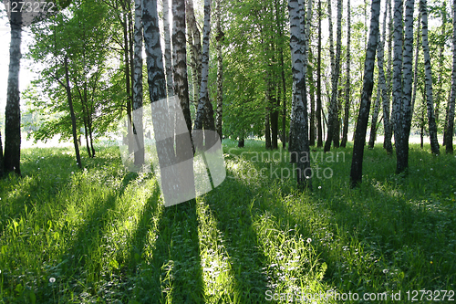 Image of birch trees with long shadows