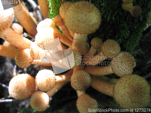 Image of honey mushrooms glowing in sunlight