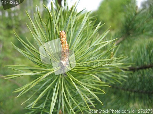 Image of coniferous tree branch with cone sprout