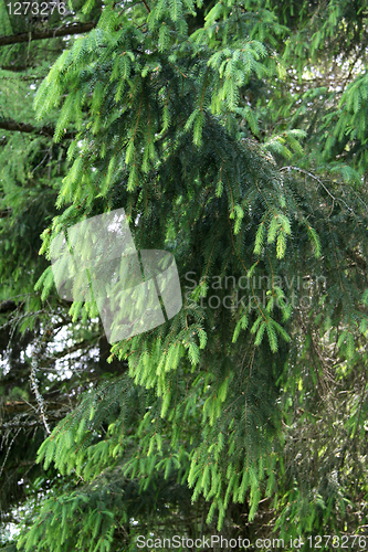 Image of fur tree branche
