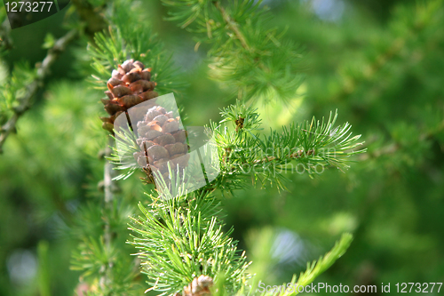 Image of coniferous tree branch with cones