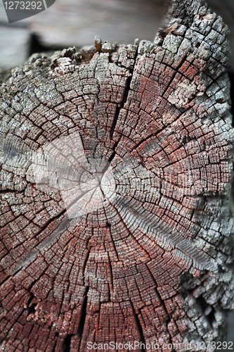 Image of Decay