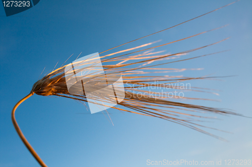 Image of Barley