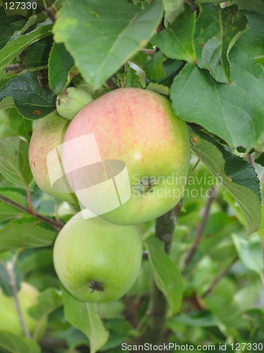 Image of apples