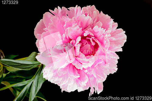 Image of Peony