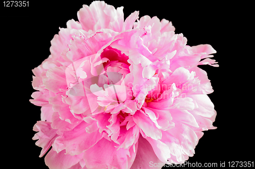 Image of Peony