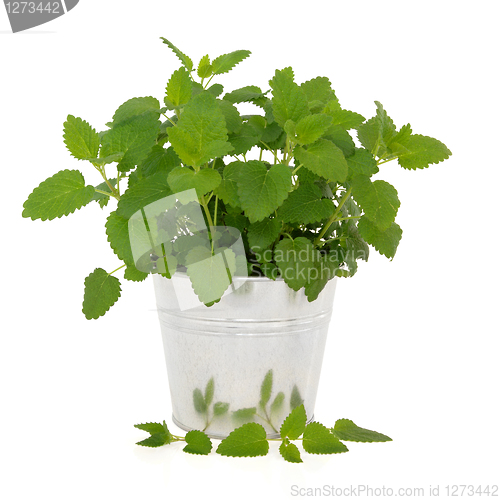 Image of Lemon Balm Herb