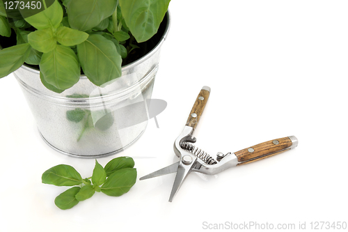Image of  Basil Herb and Secateurs