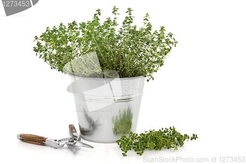 Image of Pruning Thyme Herb Plant 