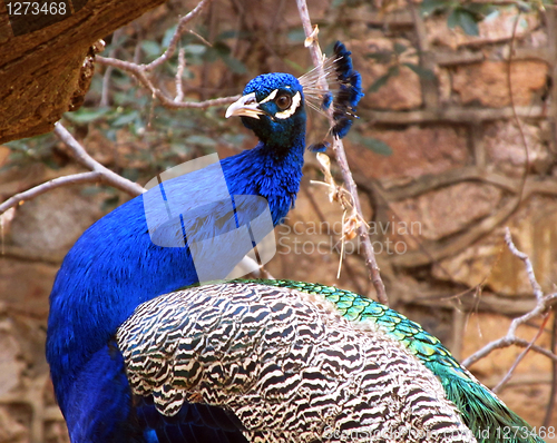 Image of Peacock attention