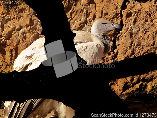 Image of African White Backed Vulture in tree