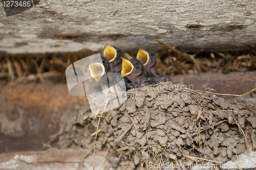 Image of Swallow babies