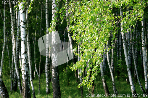 Image of branch of a birch tree with young foliage