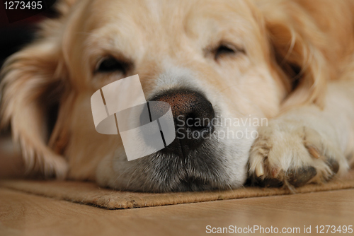 Image of Sleeping dog