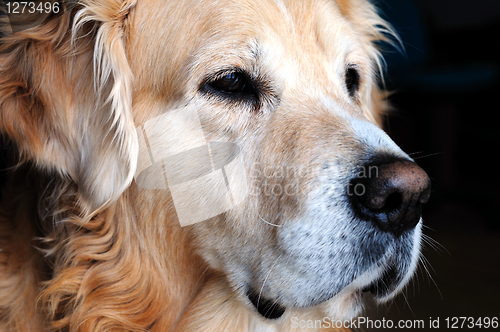 Image of Golden retriever