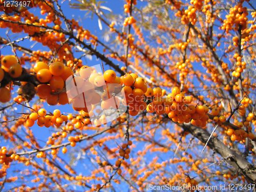 Image of branch of sea buckthorn berries