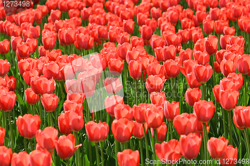 Image of beautiful red tulips