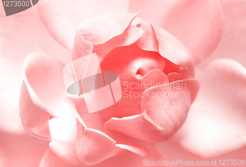 Image of pink rose