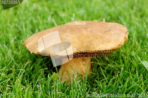 Image of mushroom in the grass