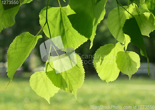 Image of fresh green spring leaves glowing in sunlight