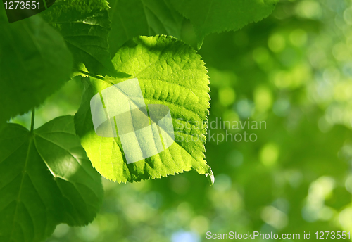 Image of closeup of green leaf glowing in sunlight