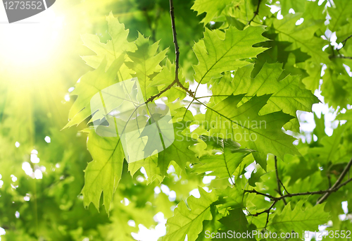 Image of fresh green leaves