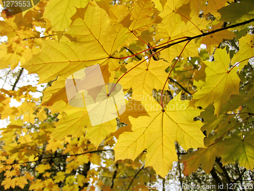 Image of autumn leaves of maple tree