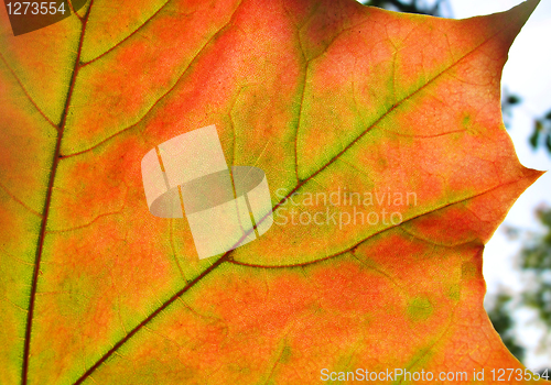 Image of autumn leaf glowing in sunlight