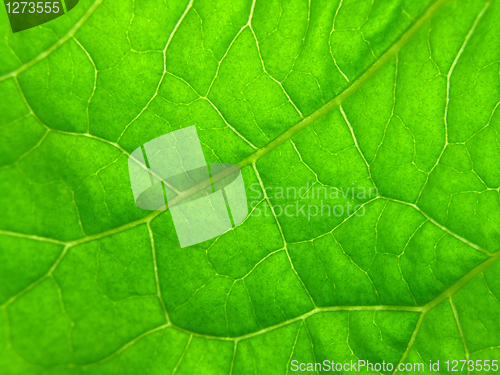 Image of green leaf texture  