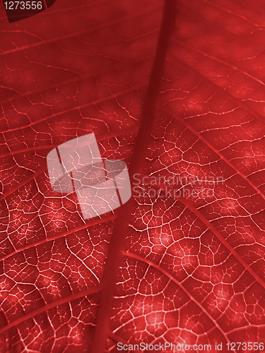 Image of red leaf texture