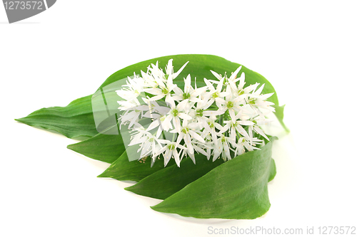 Image of Wild garlic