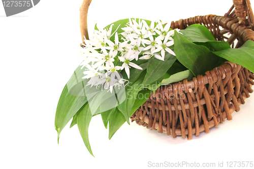 Image of Wild garlic