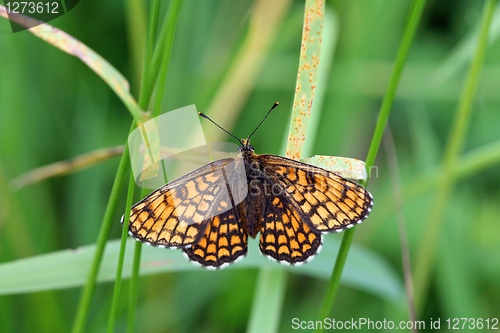 Image of Mellicta athalia (Heath Fritillary) 