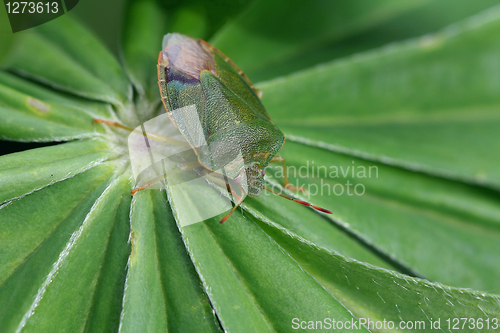 Image of Green shield bug (Palomena prasina) on green leaf