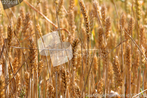 Image of Golden field of ripening wheat