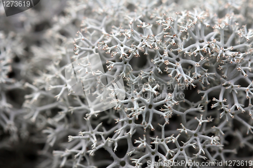 Image of Reindeer Lichen (Cladonia) close up
