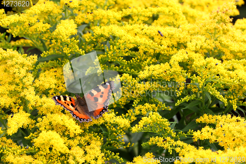 Image of Small Tortoiseshell (Aglais urticae) on yellow Solidago Flowers