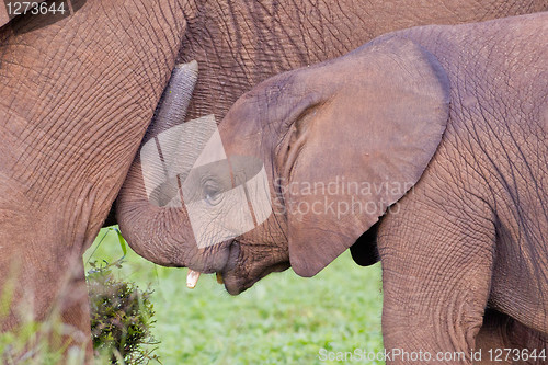 Image of African elephants (loxodonta africana) at the Addo Elephant Park