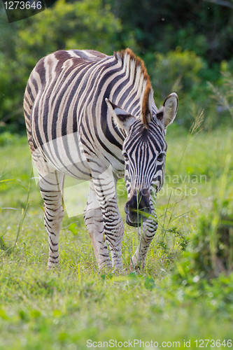 Image of Burchell's zebra (equus quagga) at Addo Elephant Park