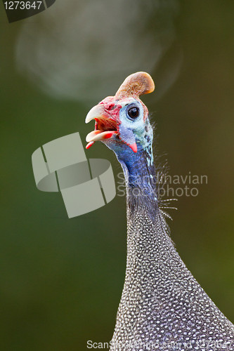 Image of Helmeted guinea-fowl (numida meleagris) at Wilderness National P