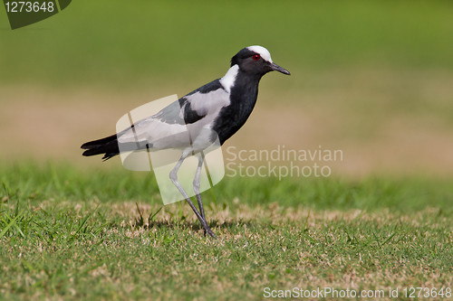 Image of Blacksmith plover (vanellus armatus) at Wilderness National Park