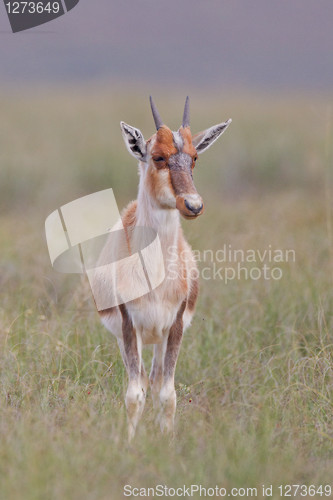 Image of Bontebok (damaliscus dorcas) at Bontebok National Park