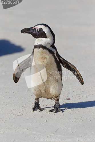 Image of African penguin (spheniscus demersus) at the Boulders colony