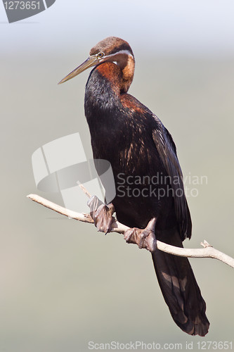 Image of African darter (anhinga rufa) at Wilderness National Park